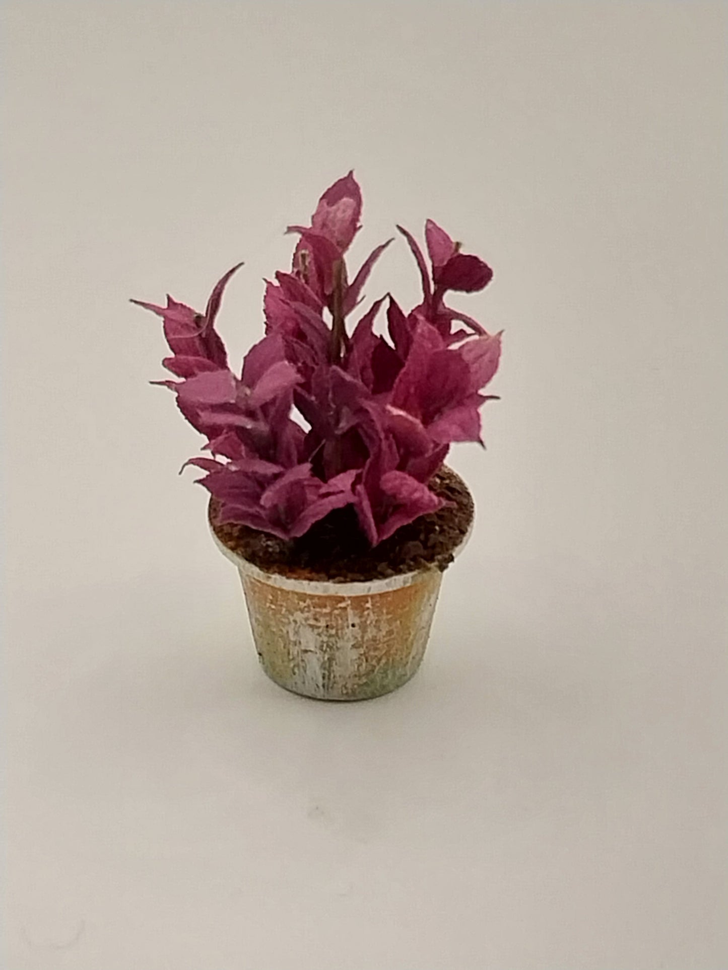 Plant In Aged Pot, Beefsteak