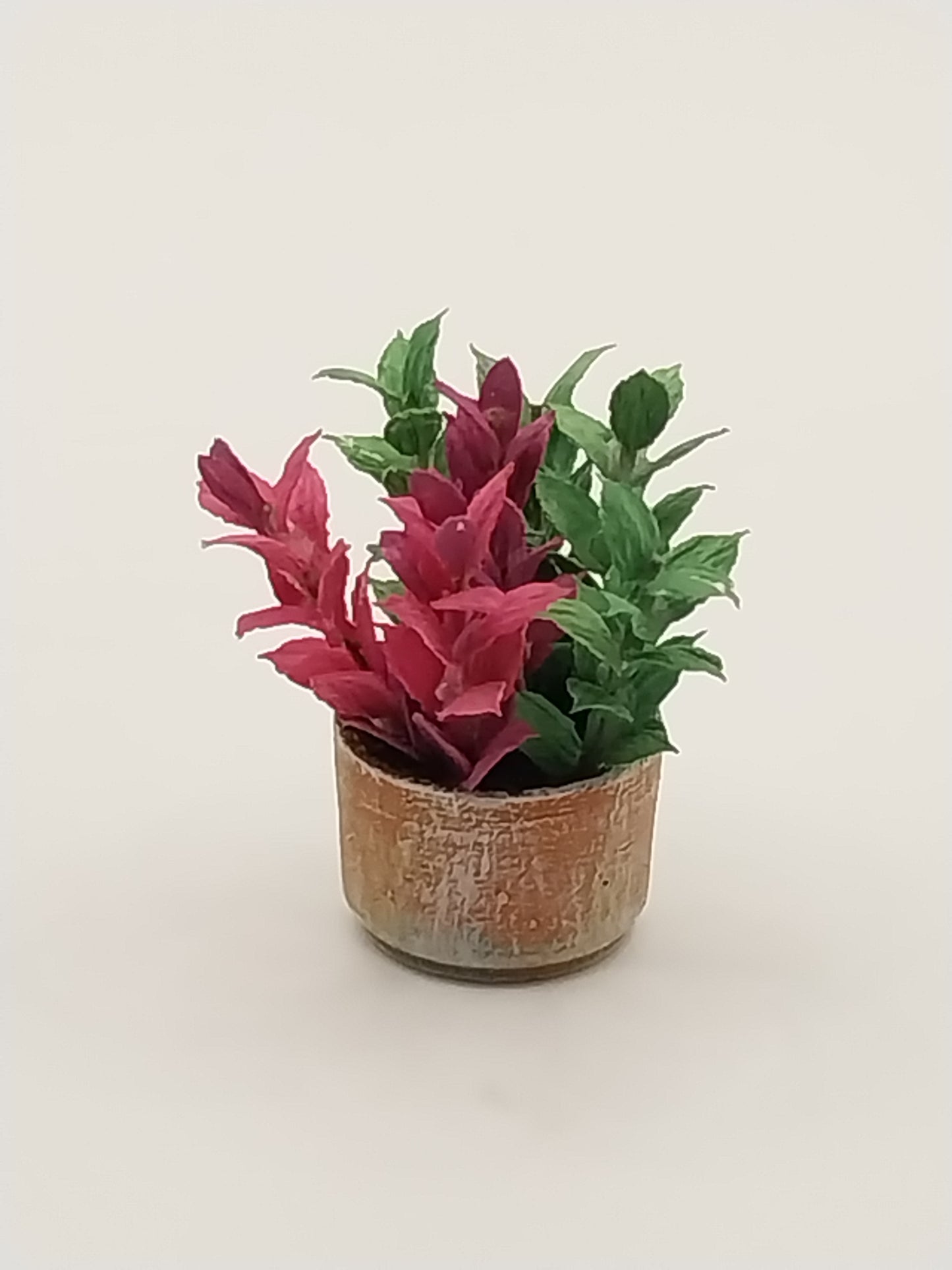 Plant In Aged Pot, Basil