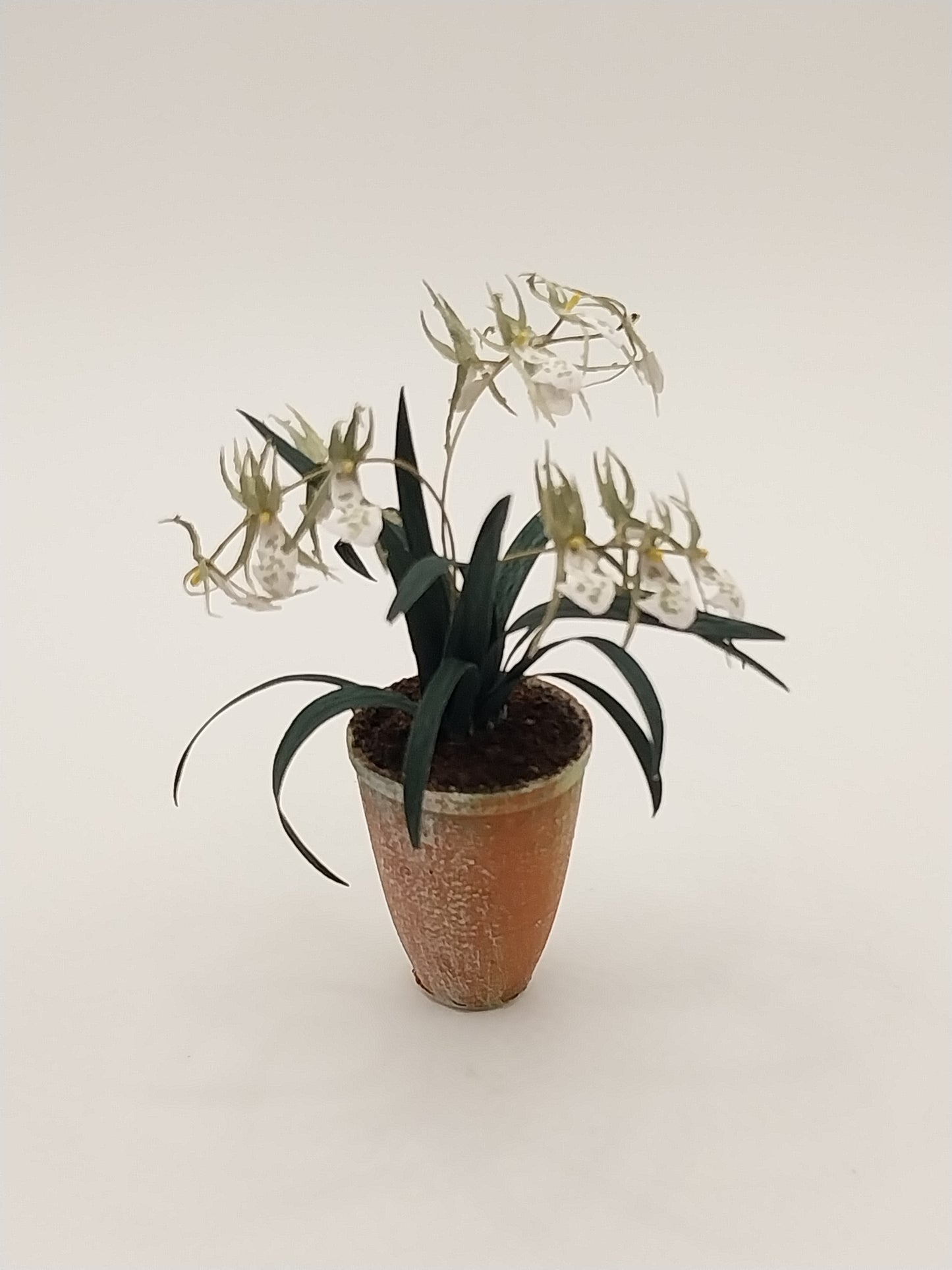 Spider Orchid Plant In Pot