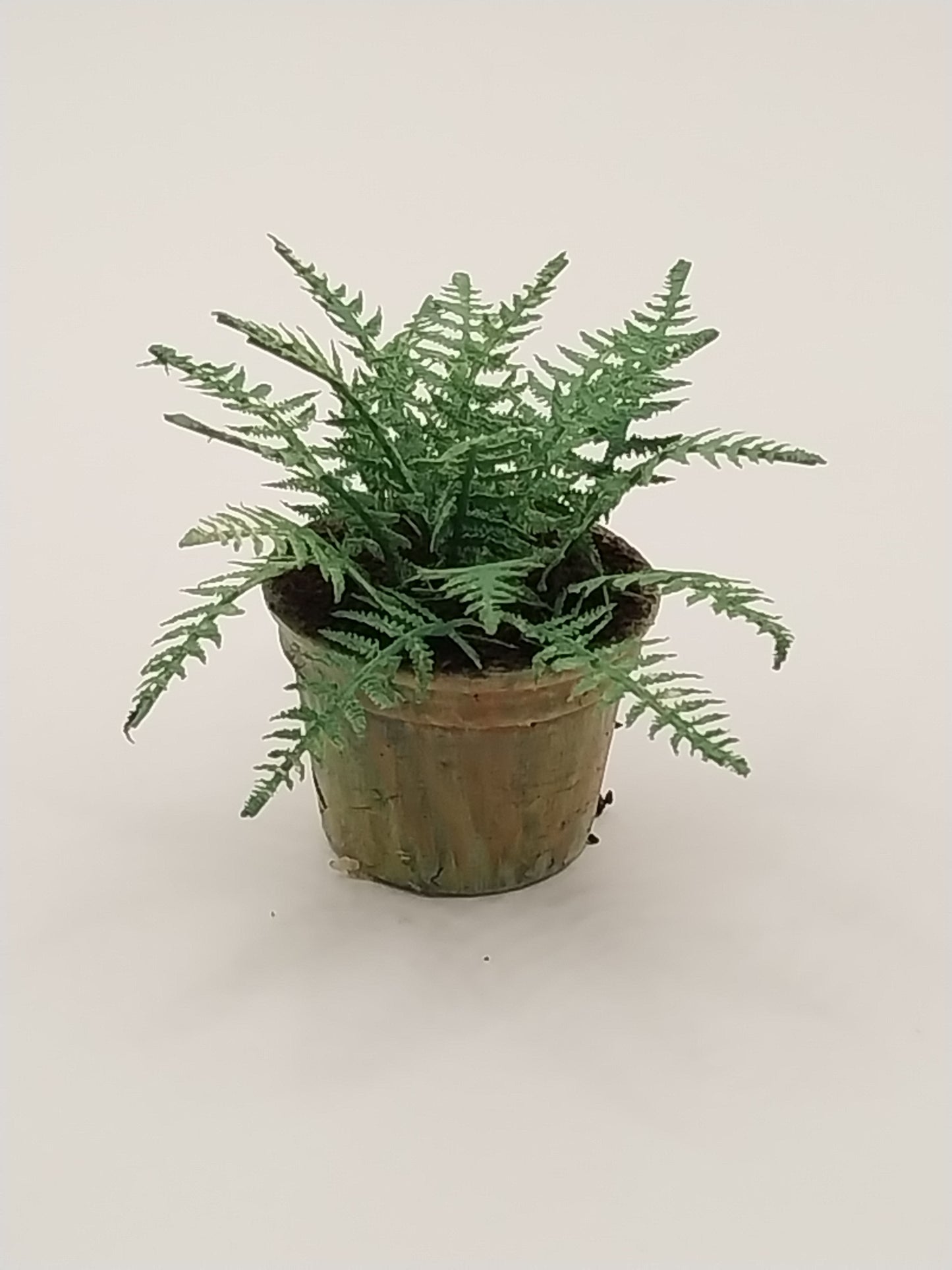 Woodland Fern Plant In Pot