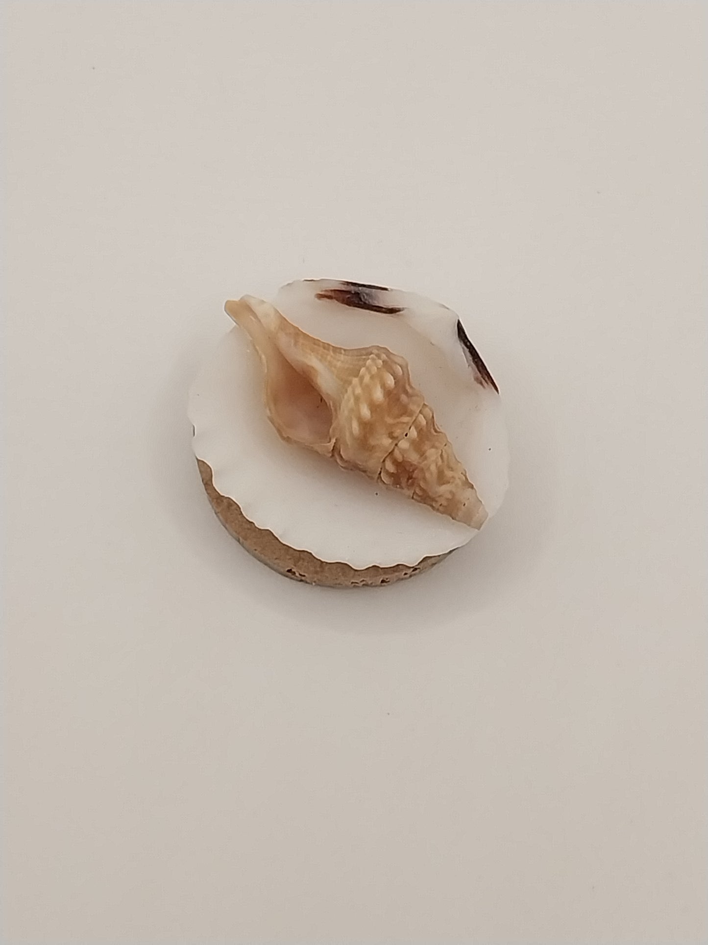 Shell Wall Plaque, Round, 2 Shells