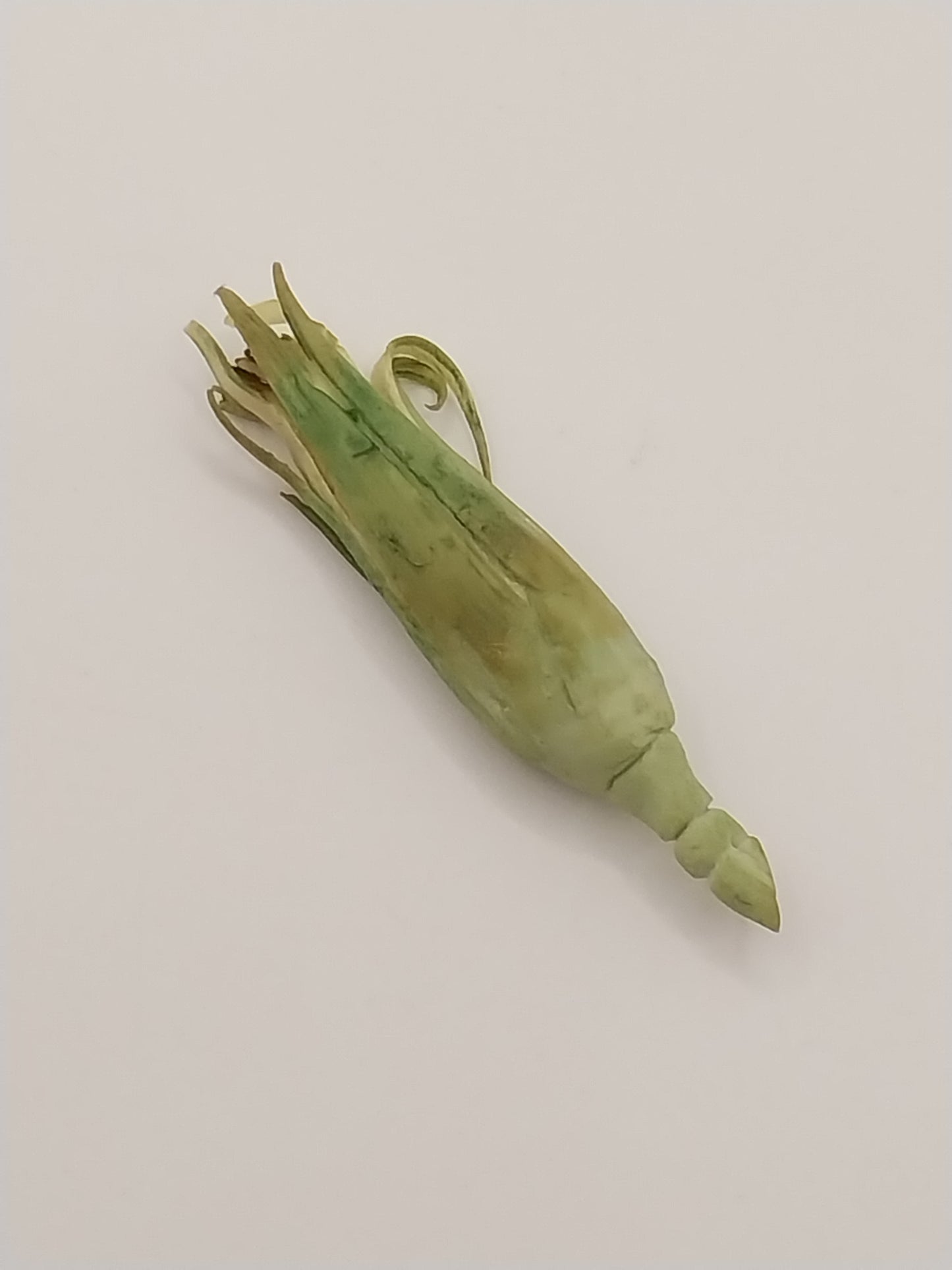 Corn with Husk, Single