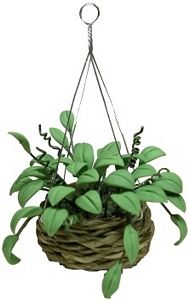 Philodendron In Hanging Basket