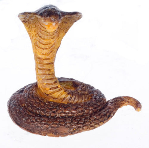 Forest Cobra Snake
