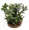Rose Bush, Small, Purple