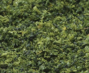 Vines, Variegated Green