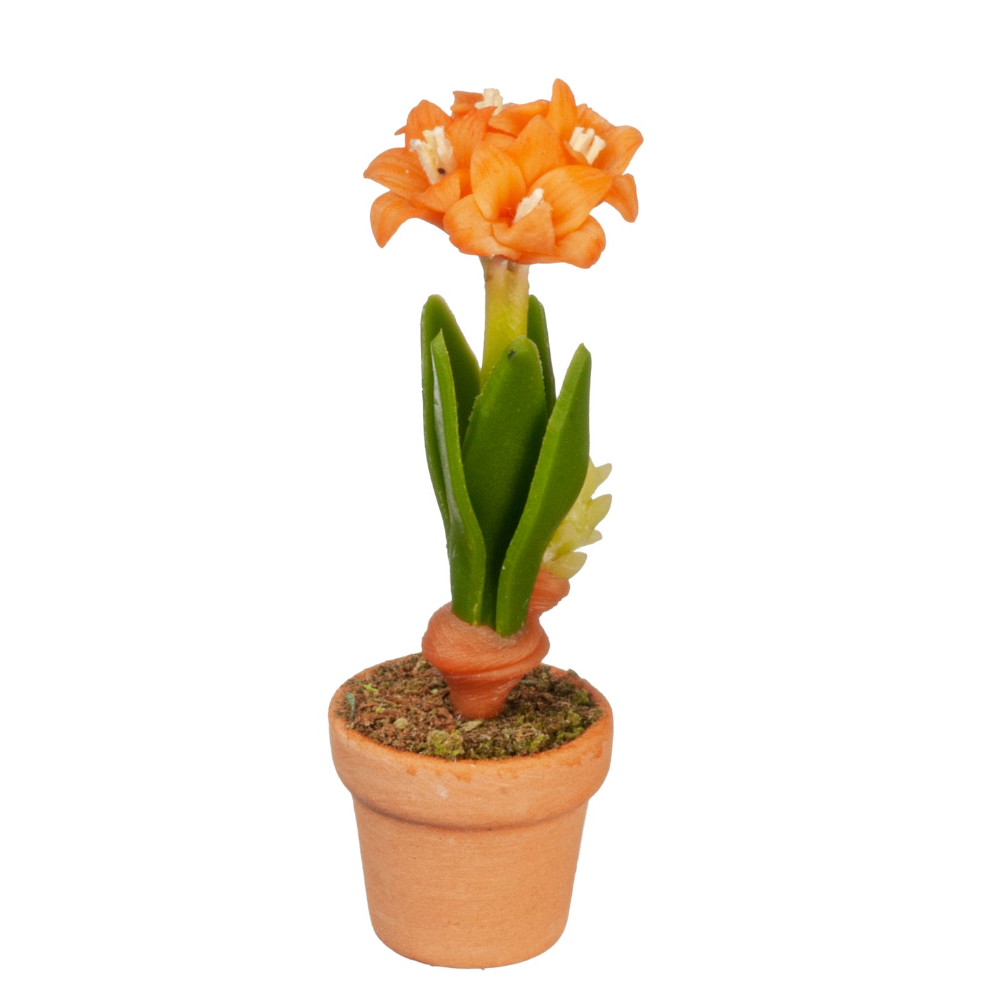 Amaryllis Flower In Pot, Orange