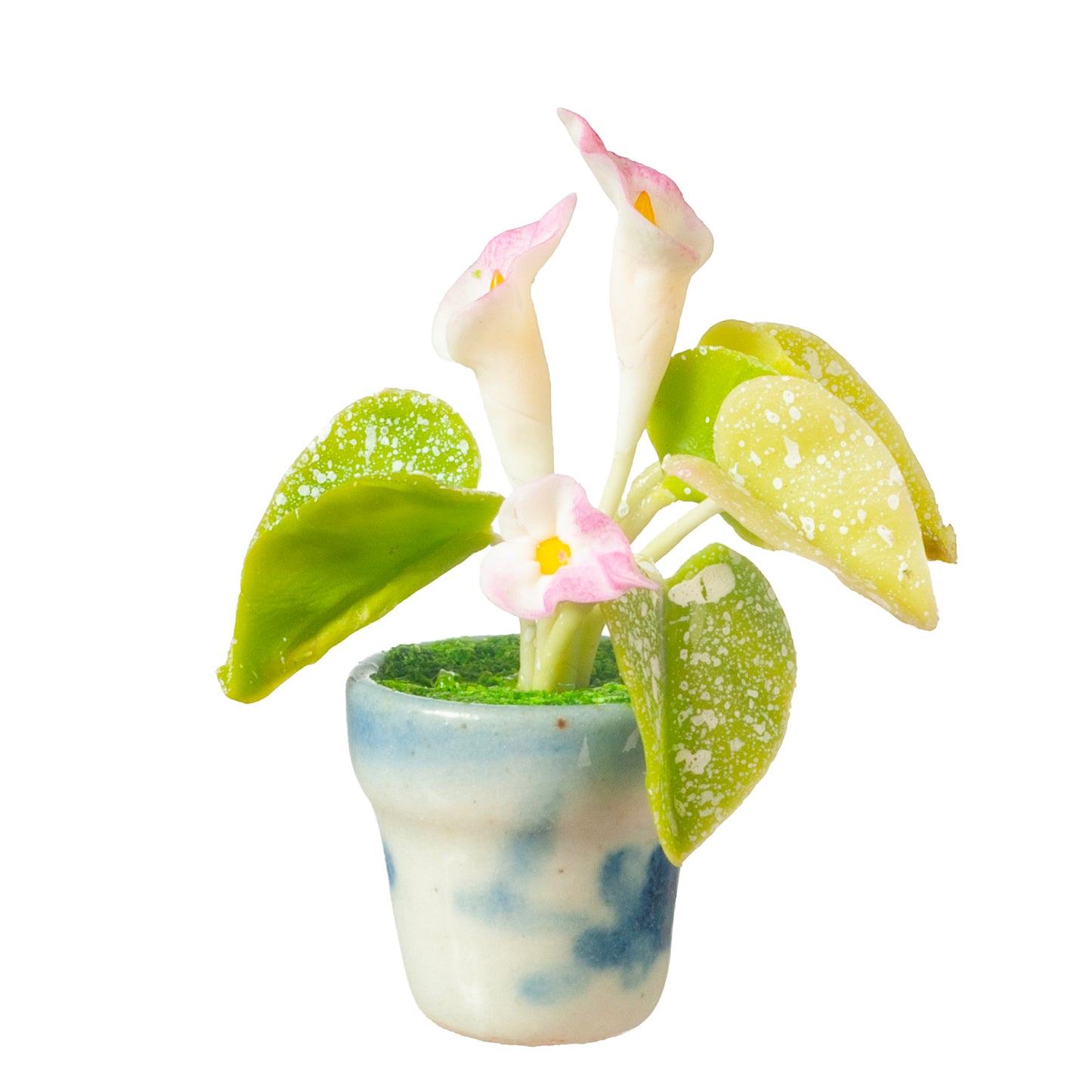 Calla Lily In Pot, Pink & White