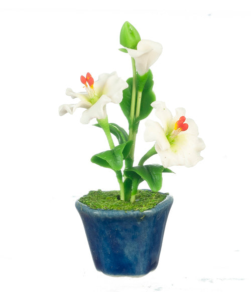 Hibiscus in Pot, White