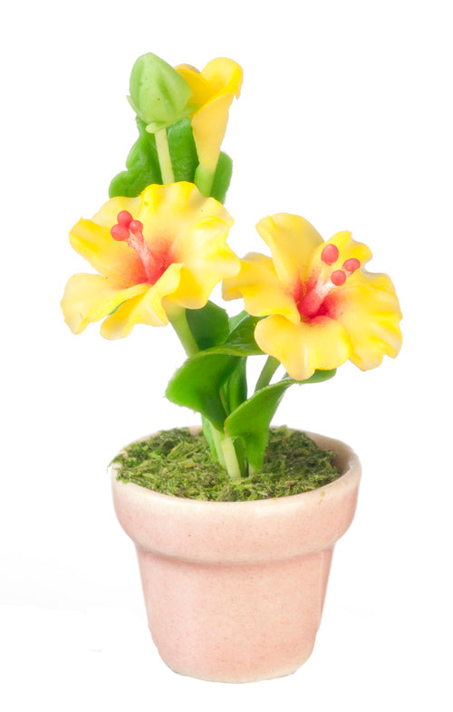 Hibiscus in Pot, Yellow