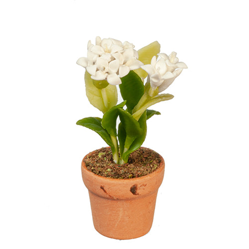 White Flowers in Pot