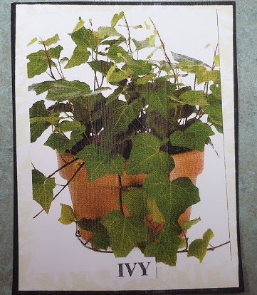 Ivy Vines Flower Kit