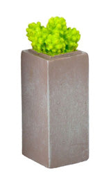 Succulent in Faux Cement Square Planter, Short