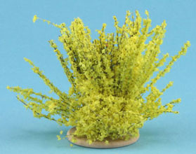 Forsythia Bush, Small