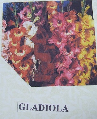 Gladiola Flower Kit
