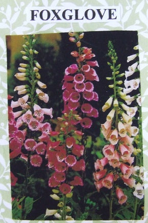 Foxglove Flower Kit