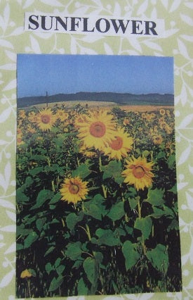 Sunflower Flower Kit