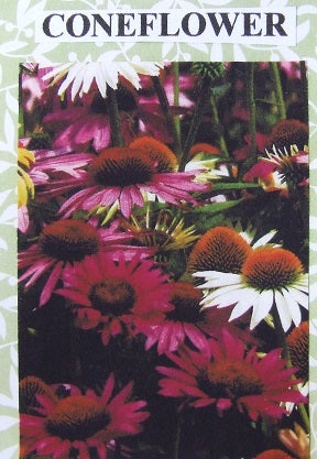 Coneflower Flower Kit