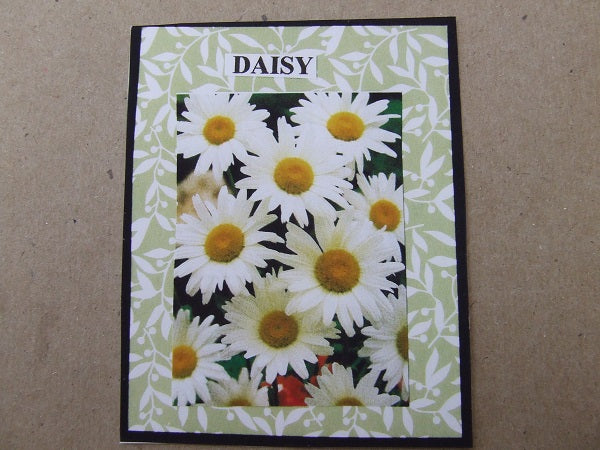Daisy Flower Kit
