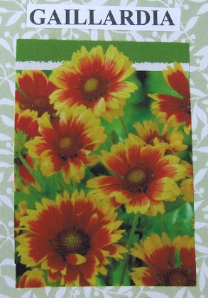 Gaillardia Flower Kit