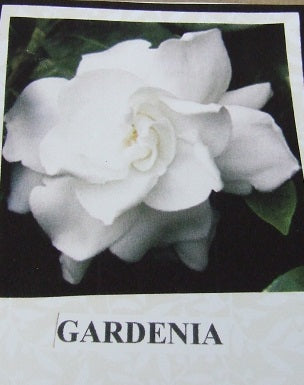 Gardenia Flower Kit