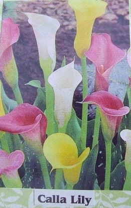 Calla Lily Flower Kit