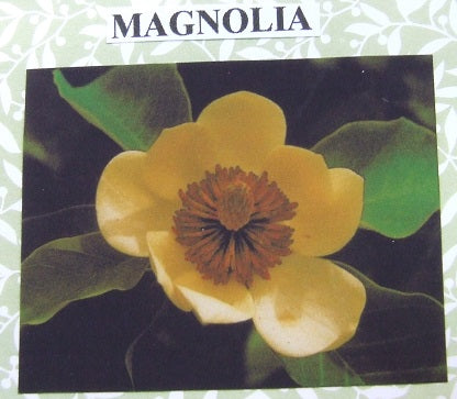 Magnolia Flower Kit
