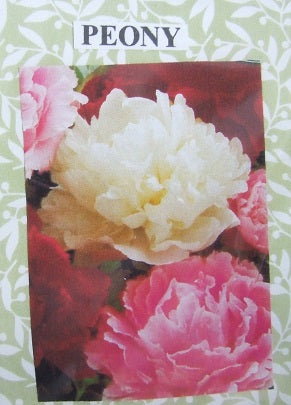 Peony Flower Kit
