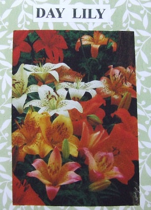 Day Lily Flower Kit