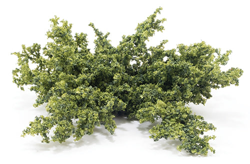 Juniper, Green Ground Cover