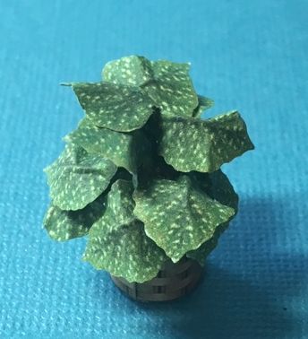 Greend Pothos House Plant Kit