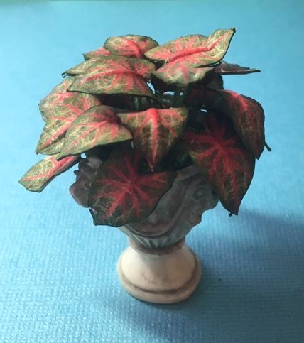Coleus House Plant Kit, 201