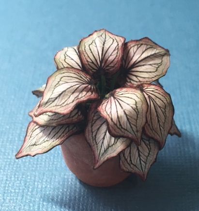 Coleus House Plant Kit, 202