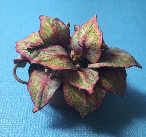 Coleus House Plant Kit