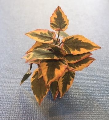 House Plant Kit, 214