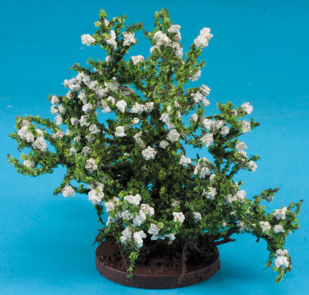 Small Rose Bush, White