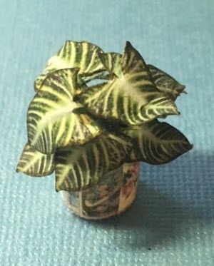 Coleus Green Plant Kit