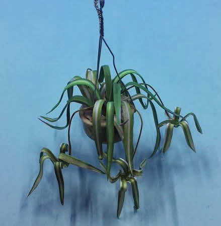 Spider Plant Kit