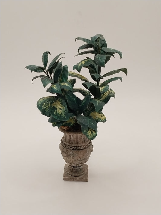 Dieffenbachia In Tall Urn