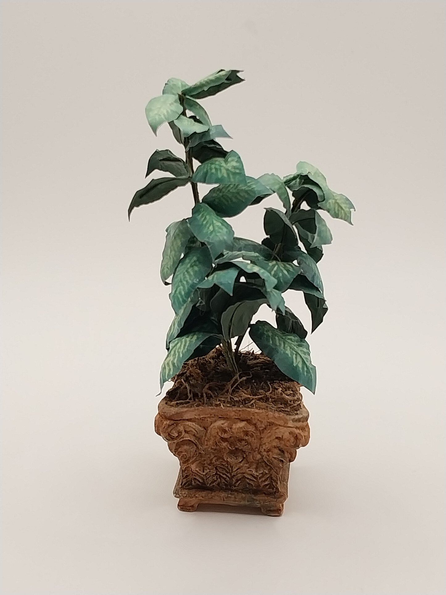 Dieffenbachia In Square Planter in Pot