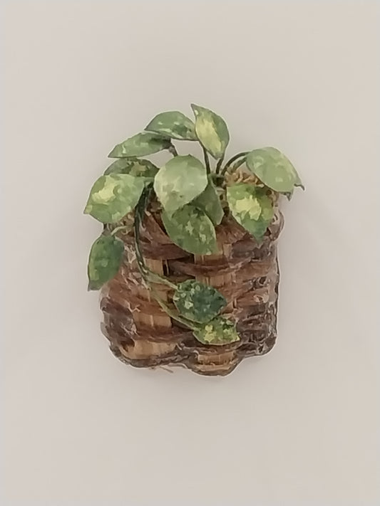 CRH967, Woven Wall Basket With Pothos