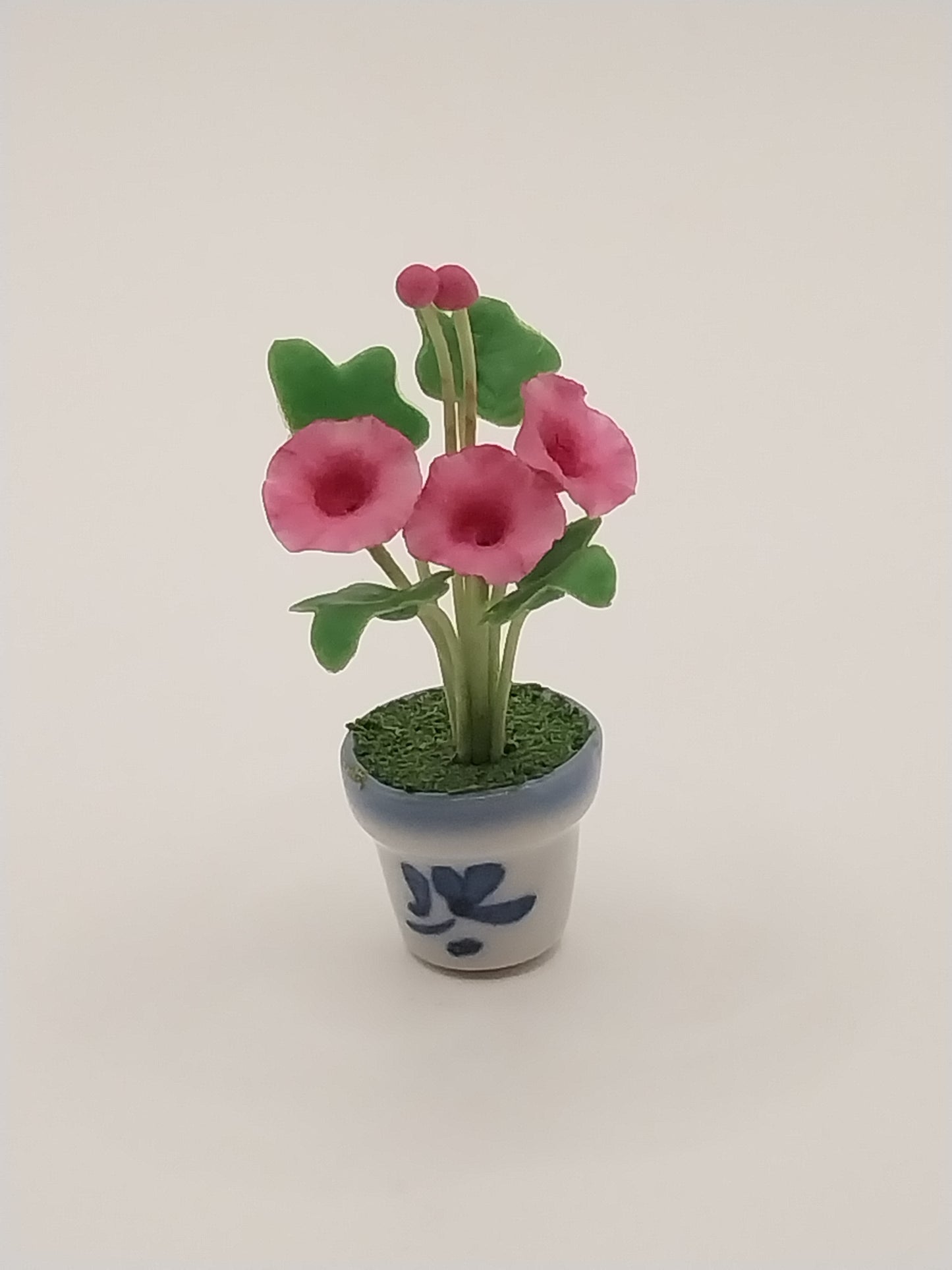 Morning Glories In Pot, Fuchsia