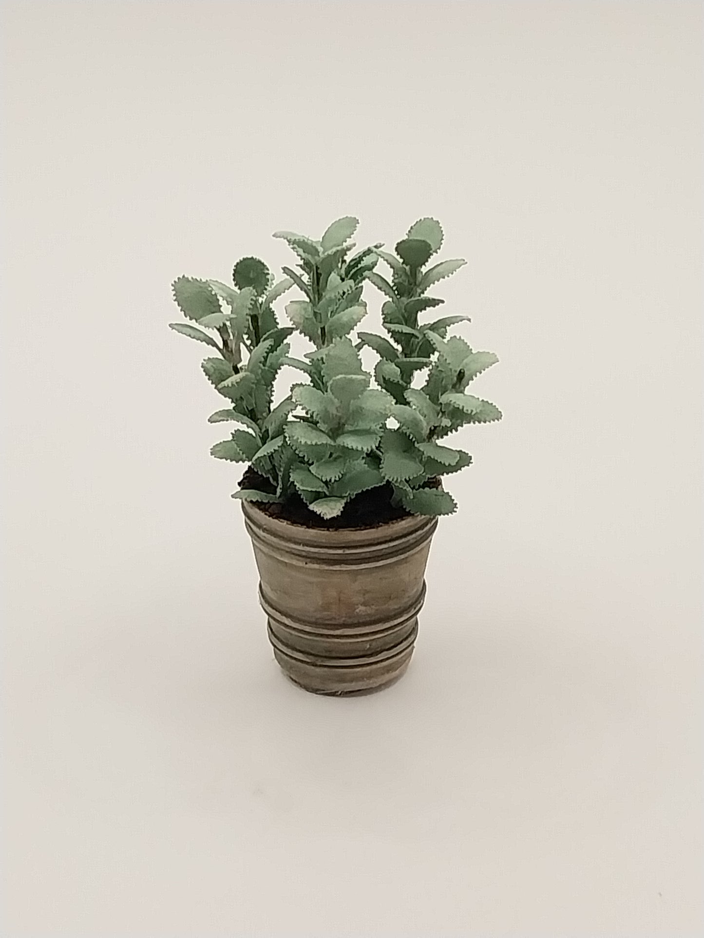 Plant In Aged Pot, Sage