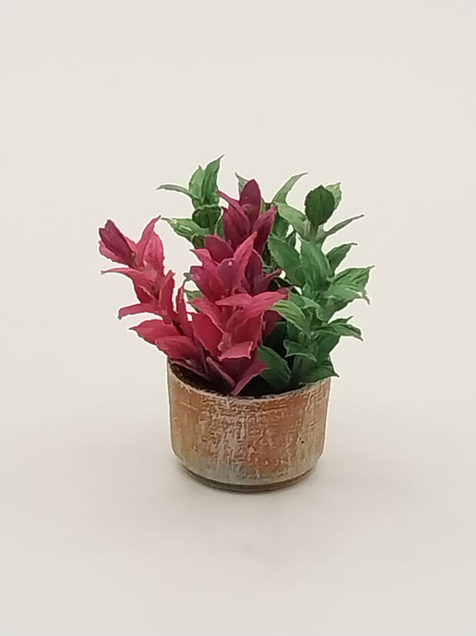 Plant In Aged Pot, Basil