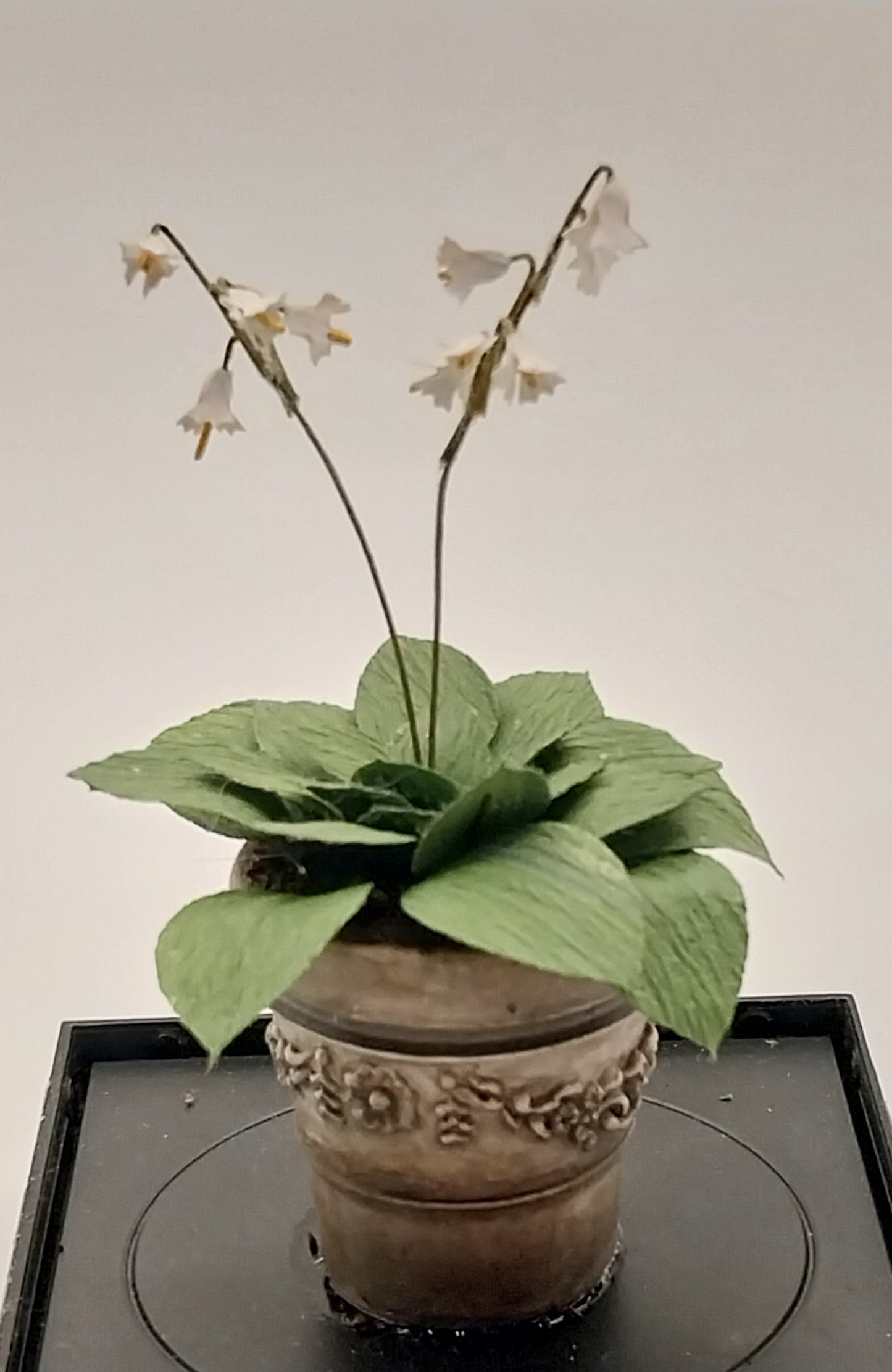 Plant In Aged Pot, Hosta