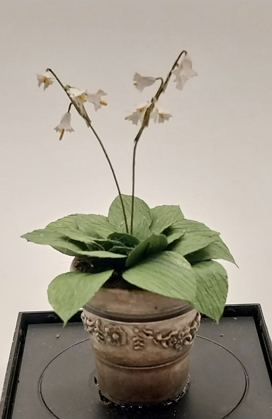 Plant In Aged Pot, Hosta