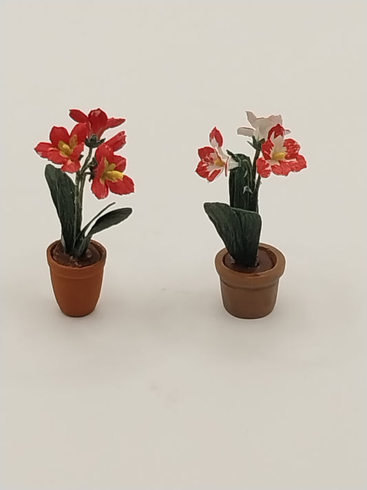 Flower In Pot, Amaryllis, 1pc