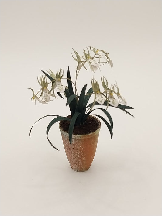 Spider Orchid Plant In Pot