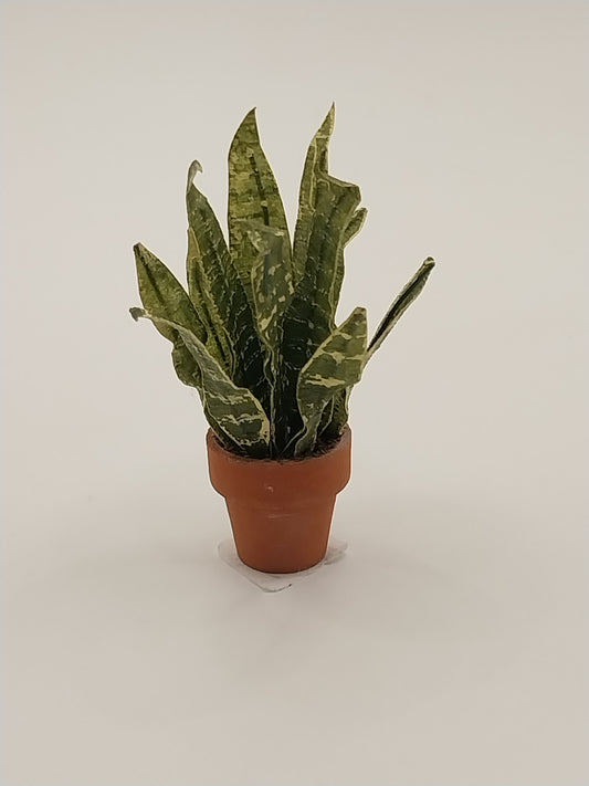 Mother in Laws Tongue Plant in Terra Cotta Pot