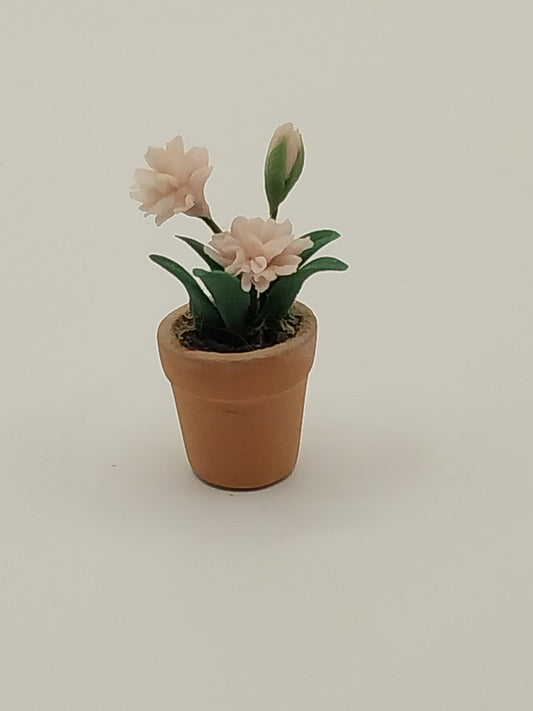 Pink Carnation In Terra Cotta Pot